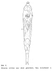 Rotaria citrina