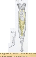 Rotaria citrina