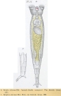 Rotaria citrina