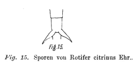 Rotaria citrina