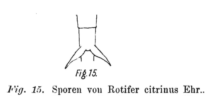 Rotaria citrina Rotaria citrina