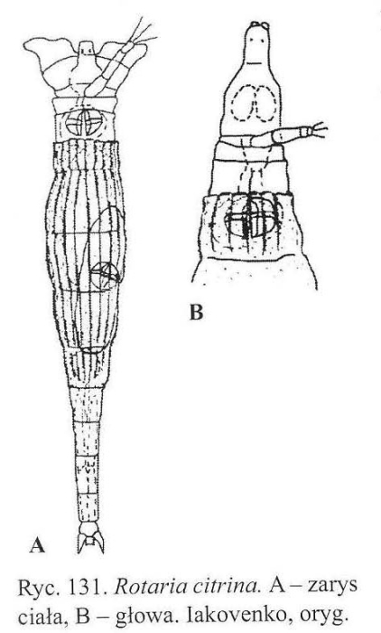 Rotaria citrina Rotaria citrina