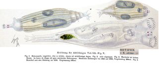 Rotaria citrina - Original description image