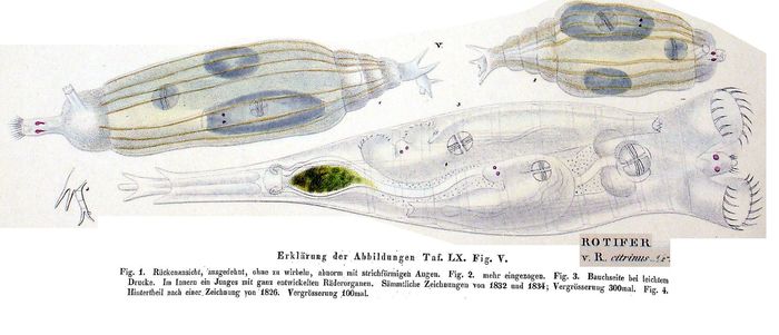 Rotaria citrina - Original description image
