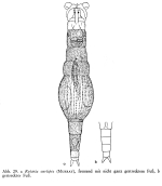 Rotaria curtipes