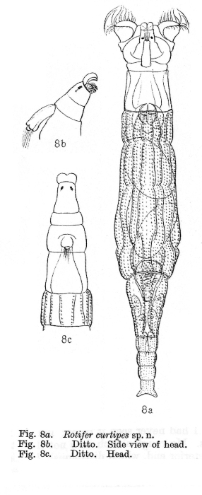 Rotaria curtipes - Original description image