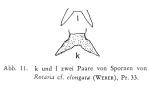 Rotaria elongata