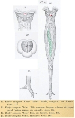 Rotaria elongata