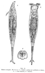 Rotaria elongata