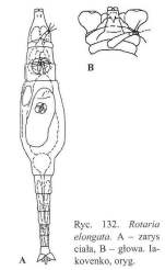 Rotaria elongata
