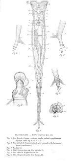 Rotaria elongata - Original description image