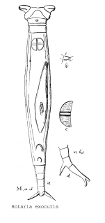 Rotaria exoculis - Original description image