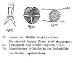Rotaria haptica