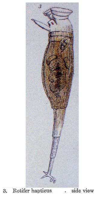 Rotaria haptica - Original description image