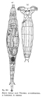 Rotaria laticeps
