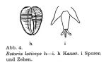 Rotaria laticeps