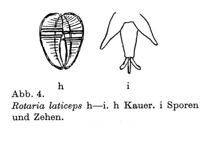 Rotaria laticeps Rotaria laticeps