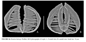 Rotaria laticeps