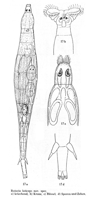 Rotaria laticeps - Original description image
