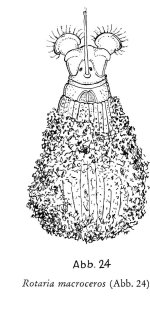Rotaria macroceros