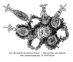 Rotaria macroceros