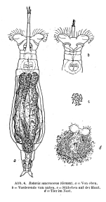 Rotaria macroceros