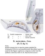 Rotaria macroceros