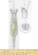Rotaria macroceros