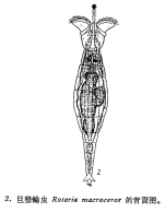 Rotaria macroceros