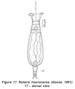 Rotaria macroceros