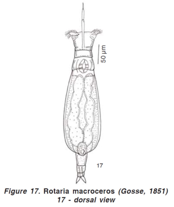 Rotaria macroceros Rotaria macroceros