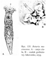 Rotaria macroceros