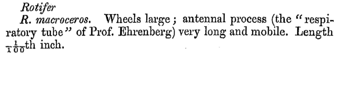 Rotaria macroceros - Original description image