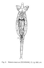Rotaria macrura