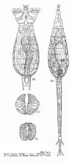 Rotaria macrura