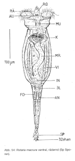 Rotaria macrura
