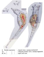 Rotaria macrura