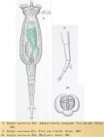 Rotaria macrura