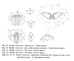 Rotaria macrura