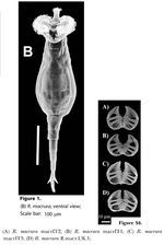 Rotaria macrura