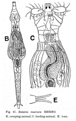 Rotaria macrura