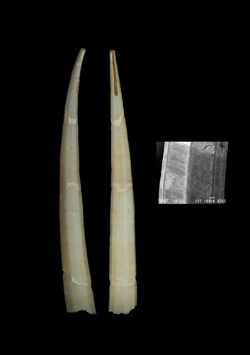 Heteroschismoides antipodes Scarabino & Caetano, 2008