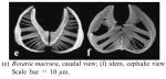 Rotaria macrura