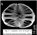 Rotaria macrura