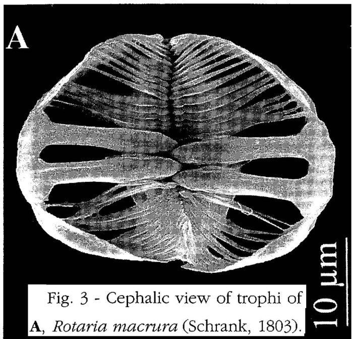 Rotaria macrura Rotaria macrura