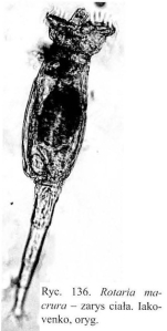 Rotaria macrura