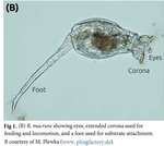 Rotaria macrura