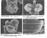 Rotaria macrura