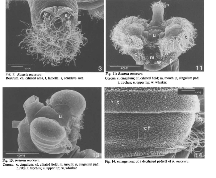 Rotaria macrura Rotaria macrura
