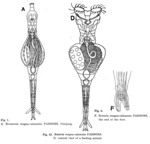Rotaria magnacalcarata